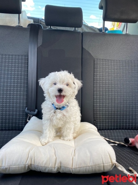 Maltese, Köpek  Sirius fotoğrafı