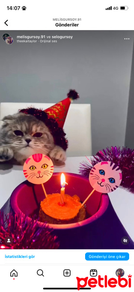 Scottish Fold, Kedi  Mia fotoğrafı