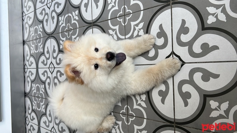 Chow Chow (çin Aslanı), Köpek  MAYA fotoğrafı