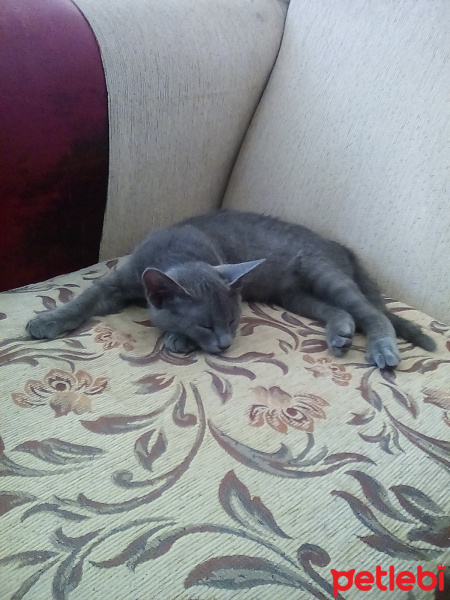 Mavi Rus, Kedi  Mia fotoğrafı