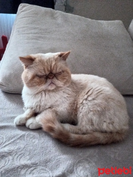 İran Kedisi (Persian), Kedi  Cesur fotoğrafı