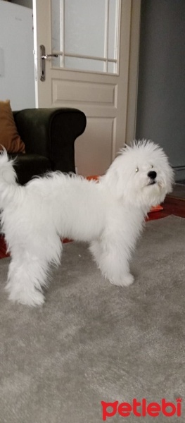 Maltese, Köpek  Bobi fotoğrafı