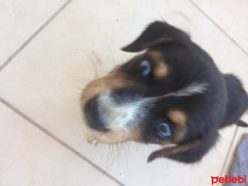 Rottweiler, Köpek  Mia fotoğrafı