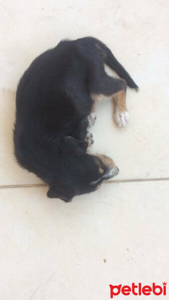 Rottweiler, Köpek  Mia fotoğrafı