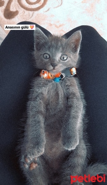 Mavi Rus, Kedi  Duman fotoğrafı