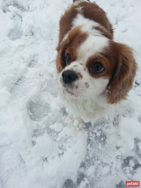 Cavalier King Charles Spanieli, Köpek  TİNA fotoğrafı