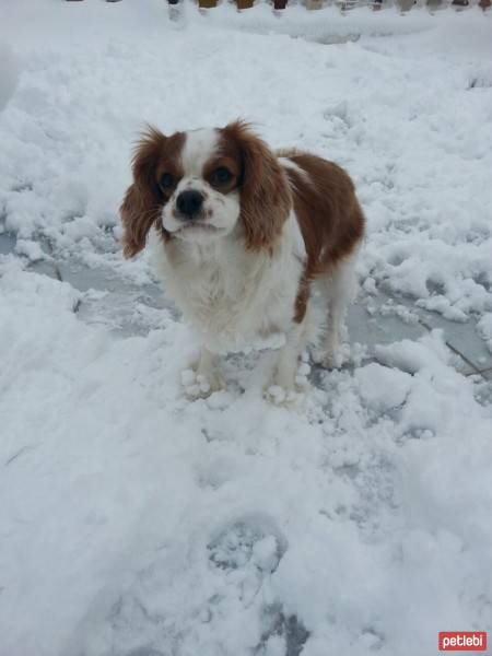 Cavalier King Charles Spanieli, Köpek  TİNA fotoğrafı