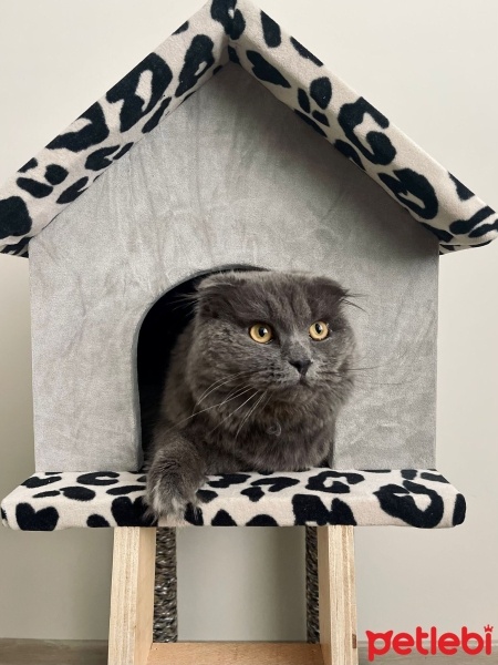 Scottish Fold, Kedi  SUFLE fotoğrafı