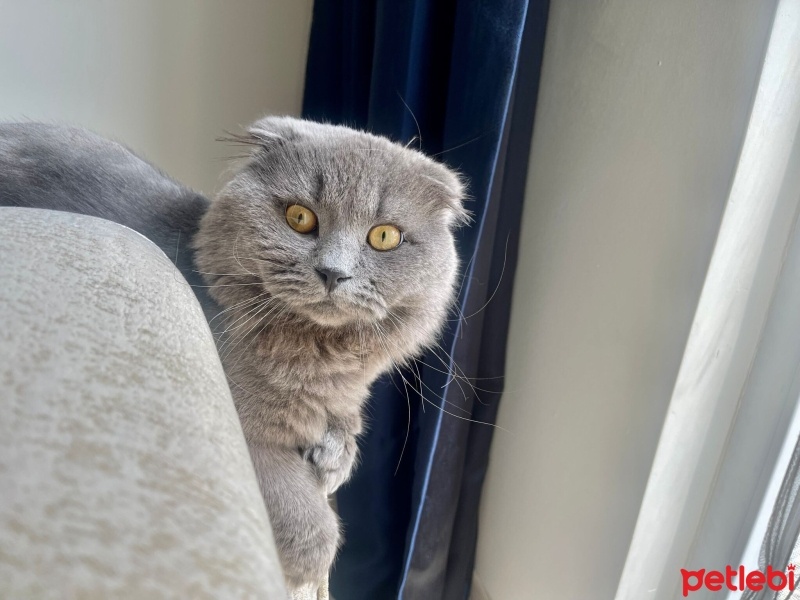 Scottish Fold, Kedi  SUFLE fotoğrafı
