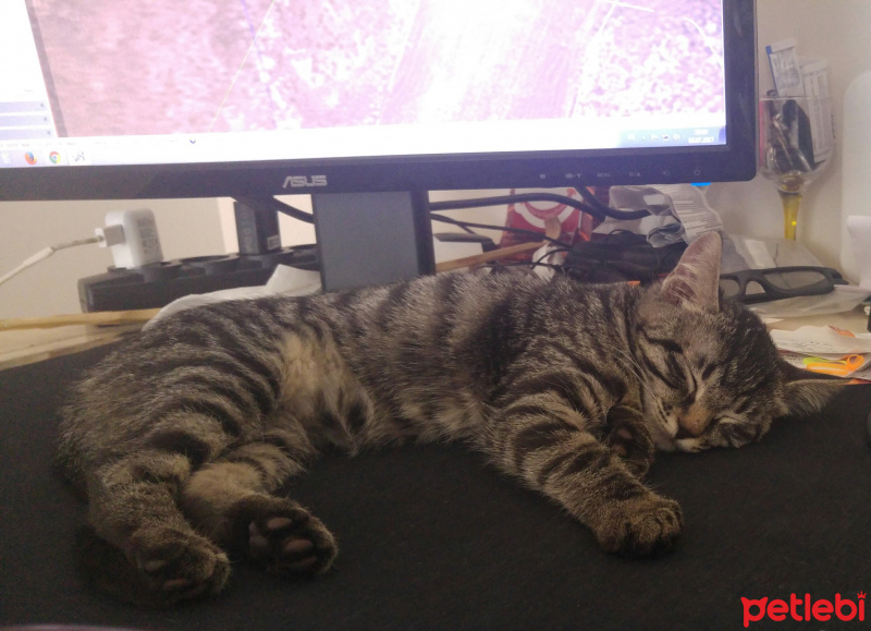 Tekir Kedi, Kedi  Mia fotoğrafı