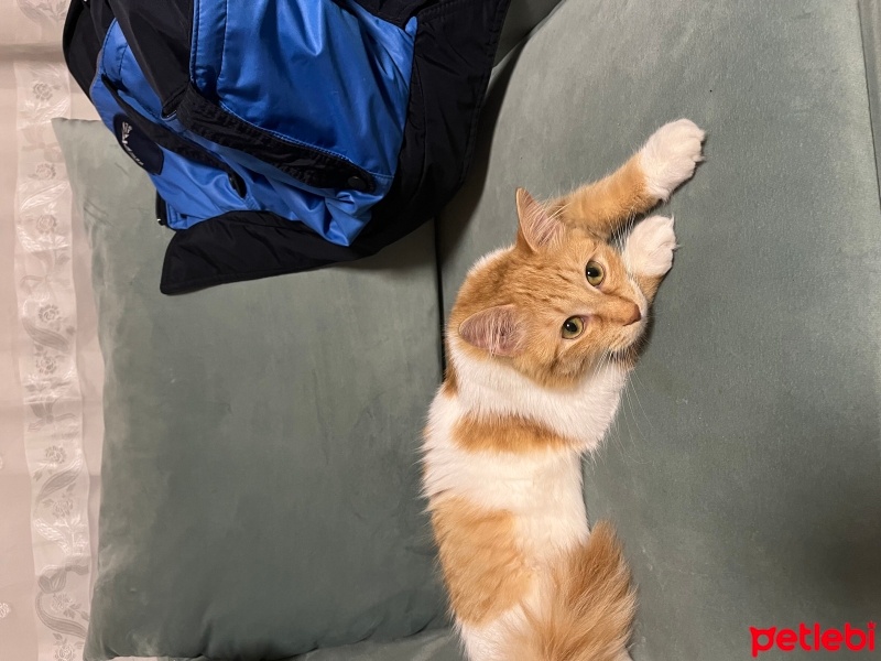 Norwegian Forest, Kedi  Balım fotoğrafı