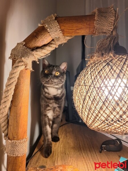 British Shorthair, Kedi  Mars fotoğrafı