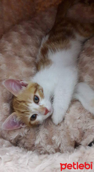 Tekir Kedi, Kedi  Tarçın  fotoğrafı
