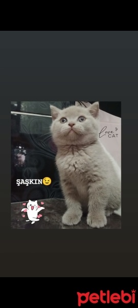 British Shorthair, Kedi  Karamel fotoğrafı