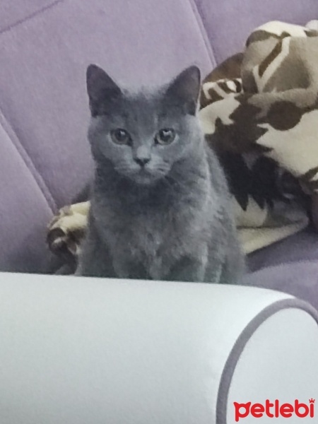 British Shorthair, Kedi  Mia fotoğrafı