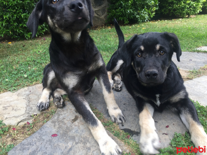 Sokö (Sokak Köpeği), Köpek  Aslan fotoğrafı