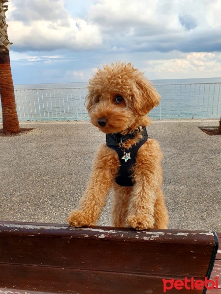 Poodle (Minyatür Kaniş), Köpek  Ely fotoğrafı