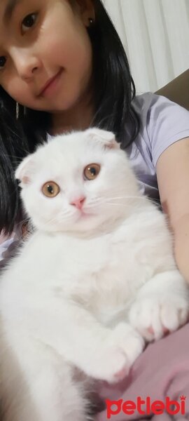 Scottish Fold, Kedi  Taci fotoğrafı