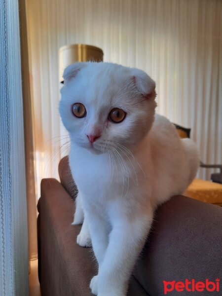 Scottish Fold, Kedi  Taci fotoğrafı