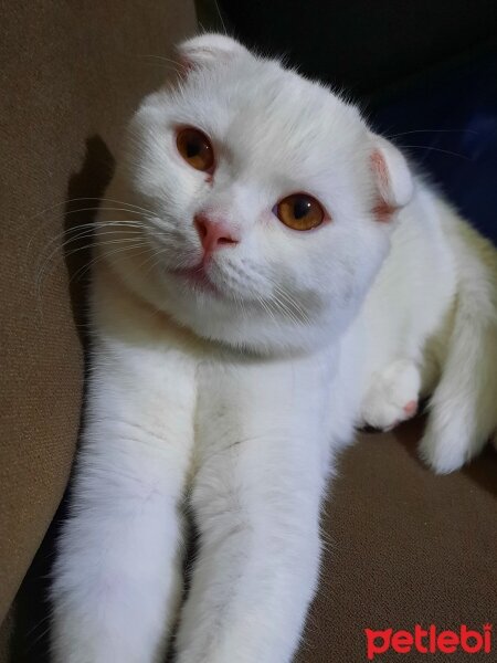 Scottish Fold, Kedi  Taci fotoğrafı