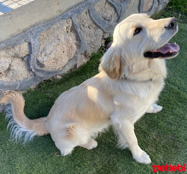 Golden Retriever, Köpek  hero fotoğrafı