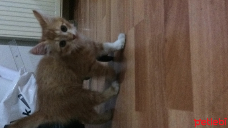 Tekir Kedi, Kedi  Ceku  fotoğrafı