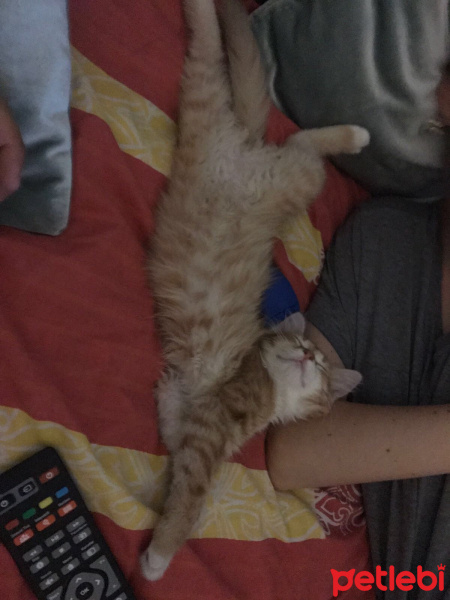Tekir Kedi, Kedi  Ceku  fotoğrafı