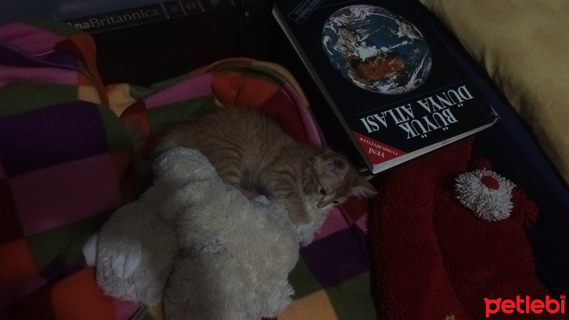 Tekir Kedi, Kedi  Ceku  fotoğrafı