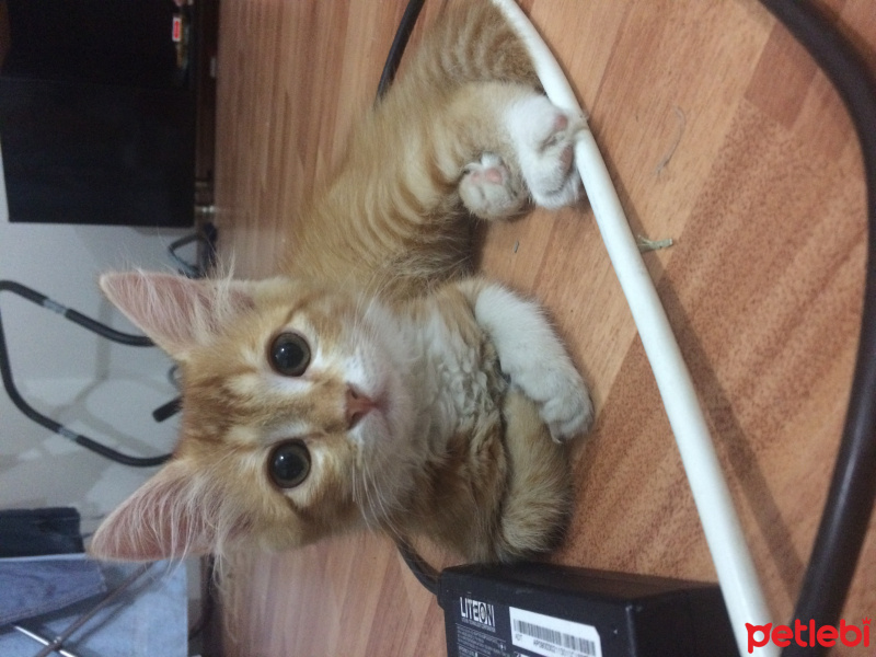 Tekir Kedi, Kedi  Ceku  fotoğrafı