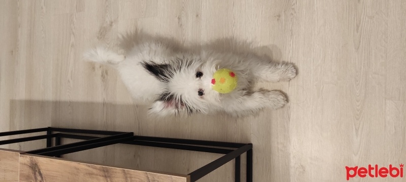 Maltese, Köpek  Maya fotoğrafı