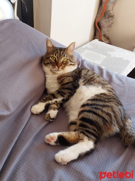 Tekir Kedi, Kedi  Mahmut fotoğrafı