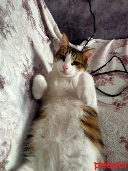 Tekir Kedi, Kedi  Mahmut fotoğrafı
