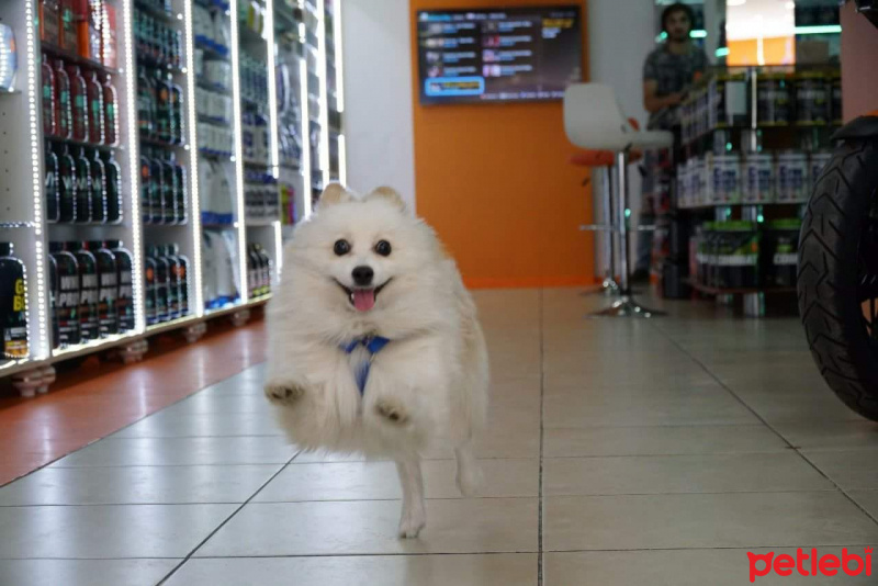 Pomeranyalı, Köpek  Şekerimo fotoğrafı