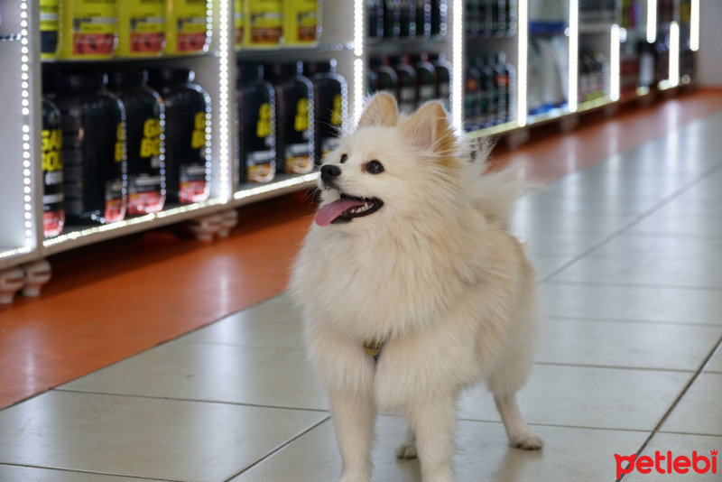 Pomeranyalı, Köpek  Şekerimo fotoğrafı