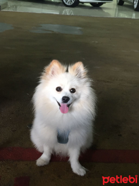 Pomeranyalı, Köpek  Şekerimo fotoğrafı