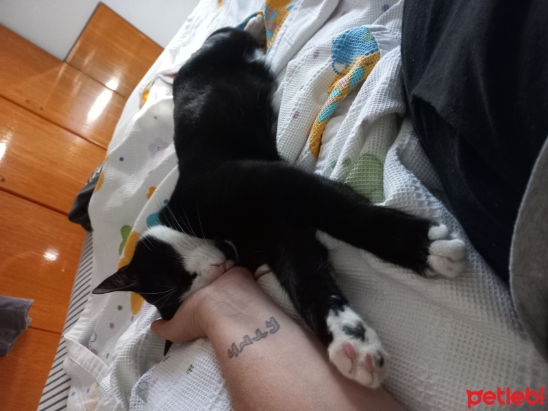 Tuxedo (Smokin) Kedi, Kedi  Gece fotoğrafı