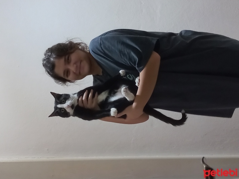 Tuxedo (Smokin) Kedi, Kedi  Gece fotoğrafı
