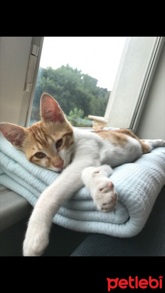 Tekir Kedi, Kedi  Muzur fotoğrafı