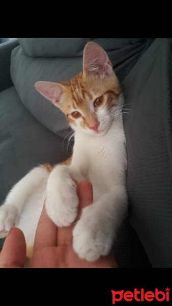 Tekir Kedi, Kedi  Muzur fotoğrafı