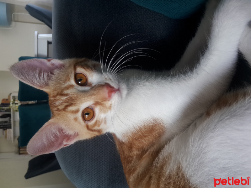 Tekir Kedi, Kedi  Muzur fotoğrafı