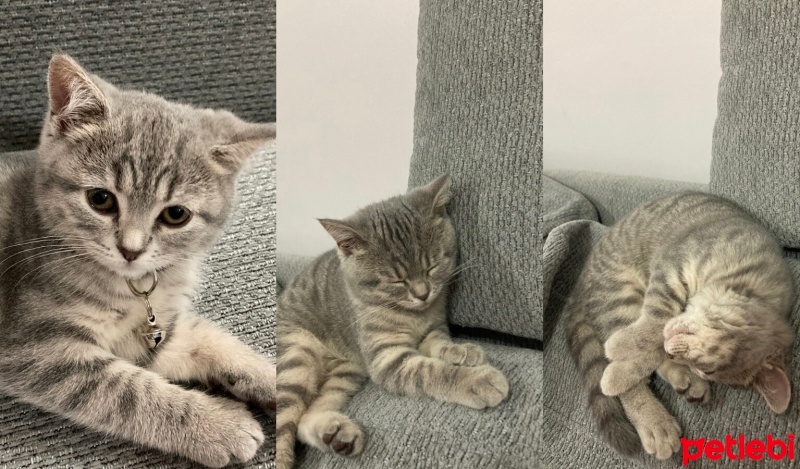 British Shorthair, Kedi  Püsük fotoğrafı
