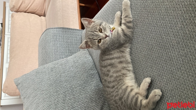 British Shorthair, Kedi  Püsük fotoğrafı