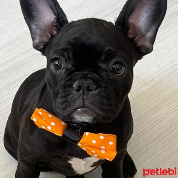 Fransız Bulldog, Köpek  Bella fotoğrafı