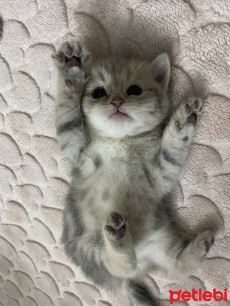 British Shorthair, Kedi  Kaymak fotoğrafı