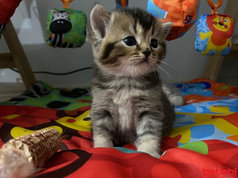 British Shorthair, Kedi  Çinko fotoğrafı
