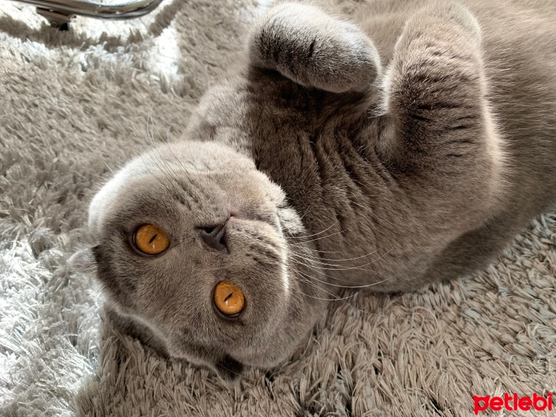 Scottish Fold, Kedi  Duman fotoğrafı