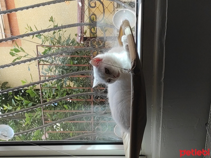 British Shorthair, Kedi  Güllaç fotoğrafı