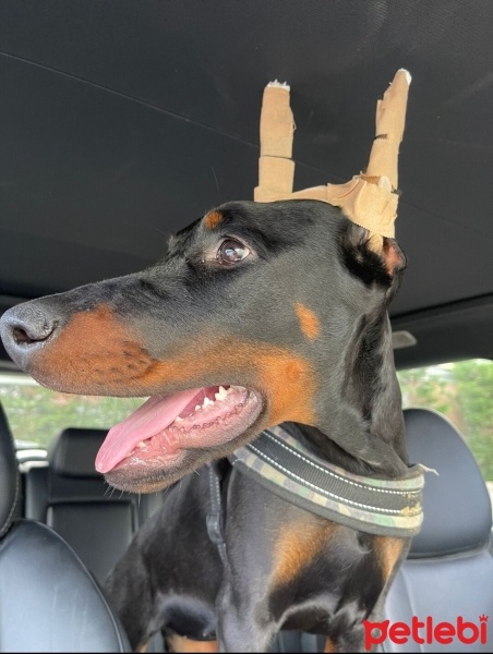 Doberman Pinscher, Köpek  Shawty (4.5) dişi Doberman fotoğrafı