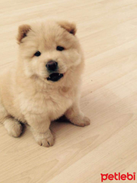 Chow Chow (çin Aslanı), Köpek  Max fotoğrafı