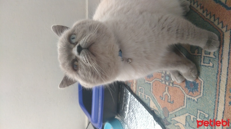 İran Kedisi (Persian), Kedi  Tosun fotoğrafı